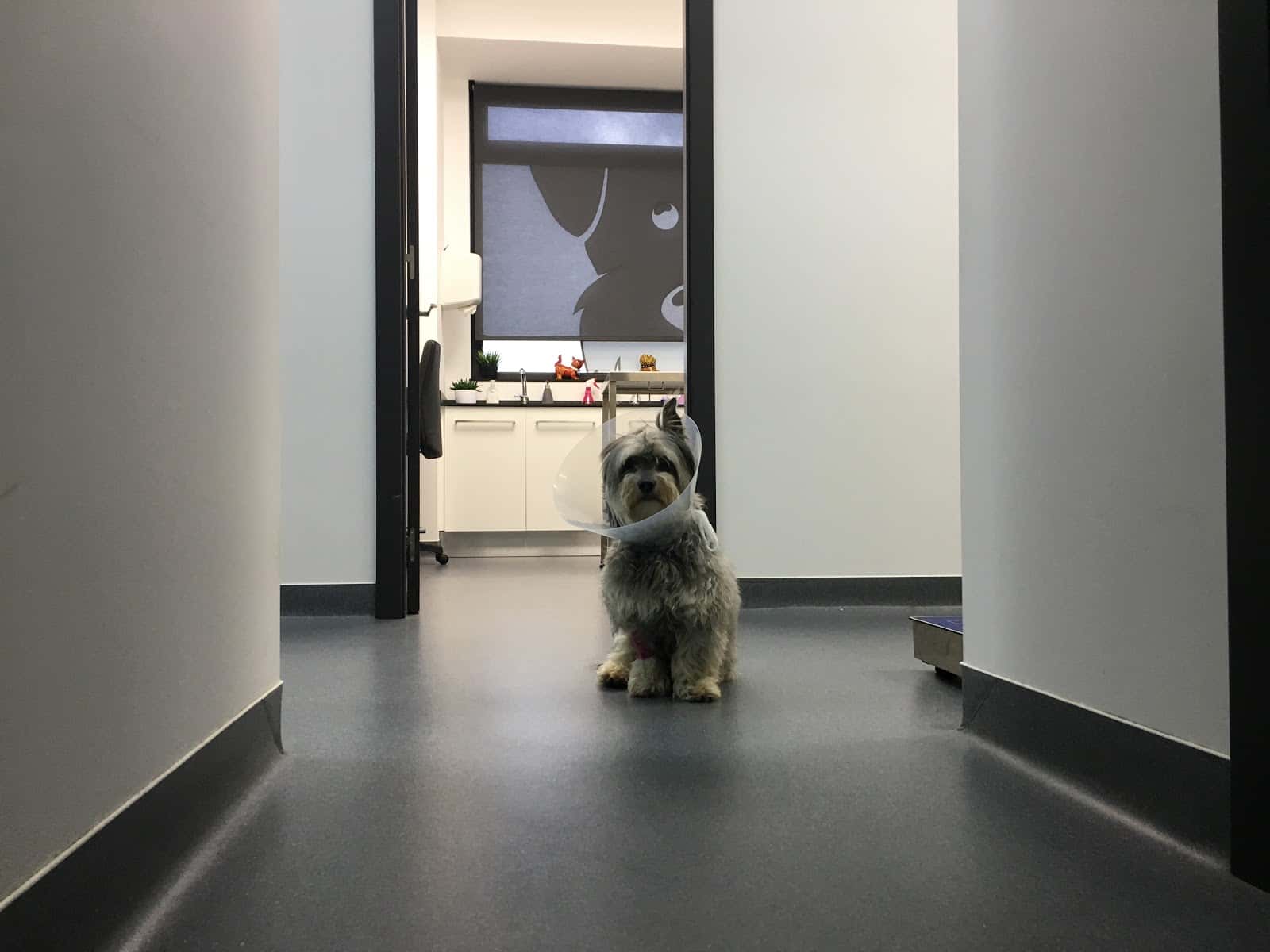 Boovet Clínica Veterinaria