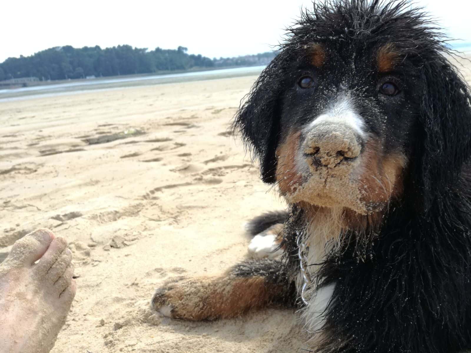 Centrovet Cantabria. Veterinarios Especilistas en Pequeños Animales.