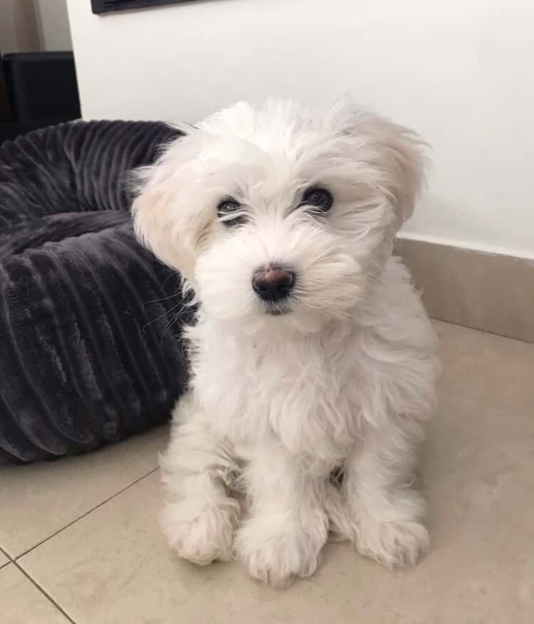 Centrovet Cantabria. Veterinarios Especilistas en Pequeños Animales.