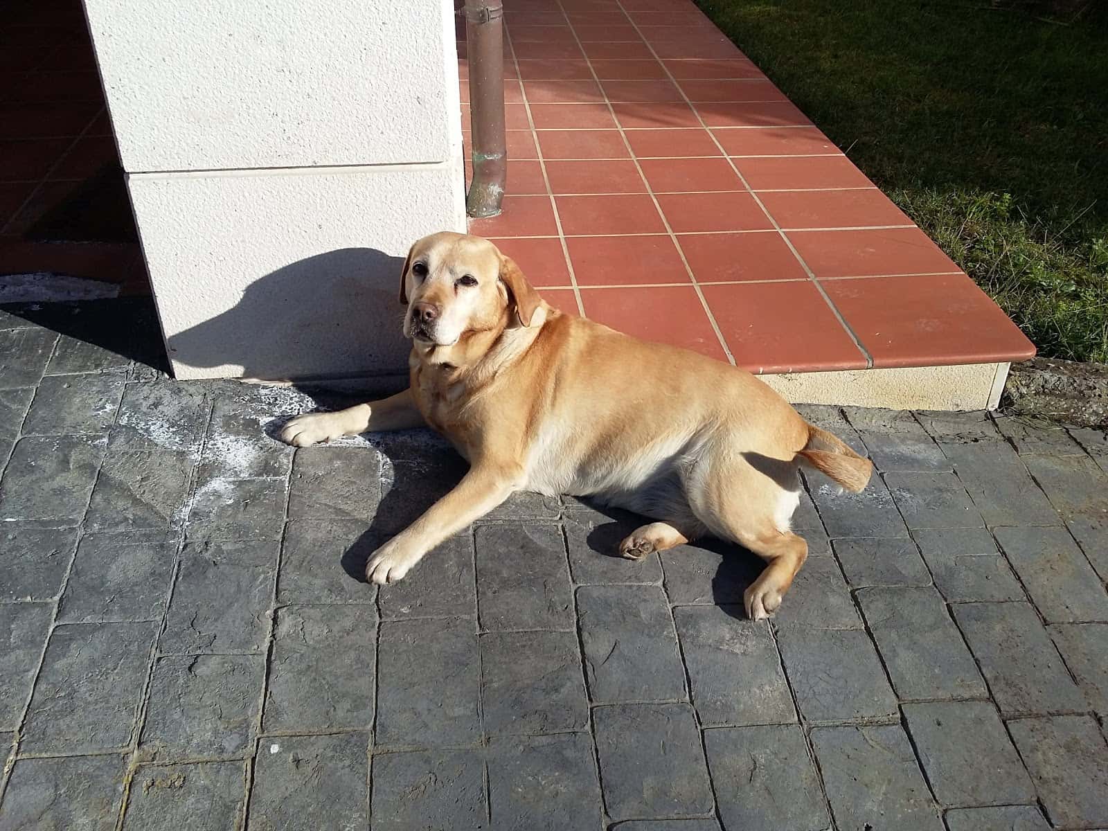 Hospital Veterinario Astillero