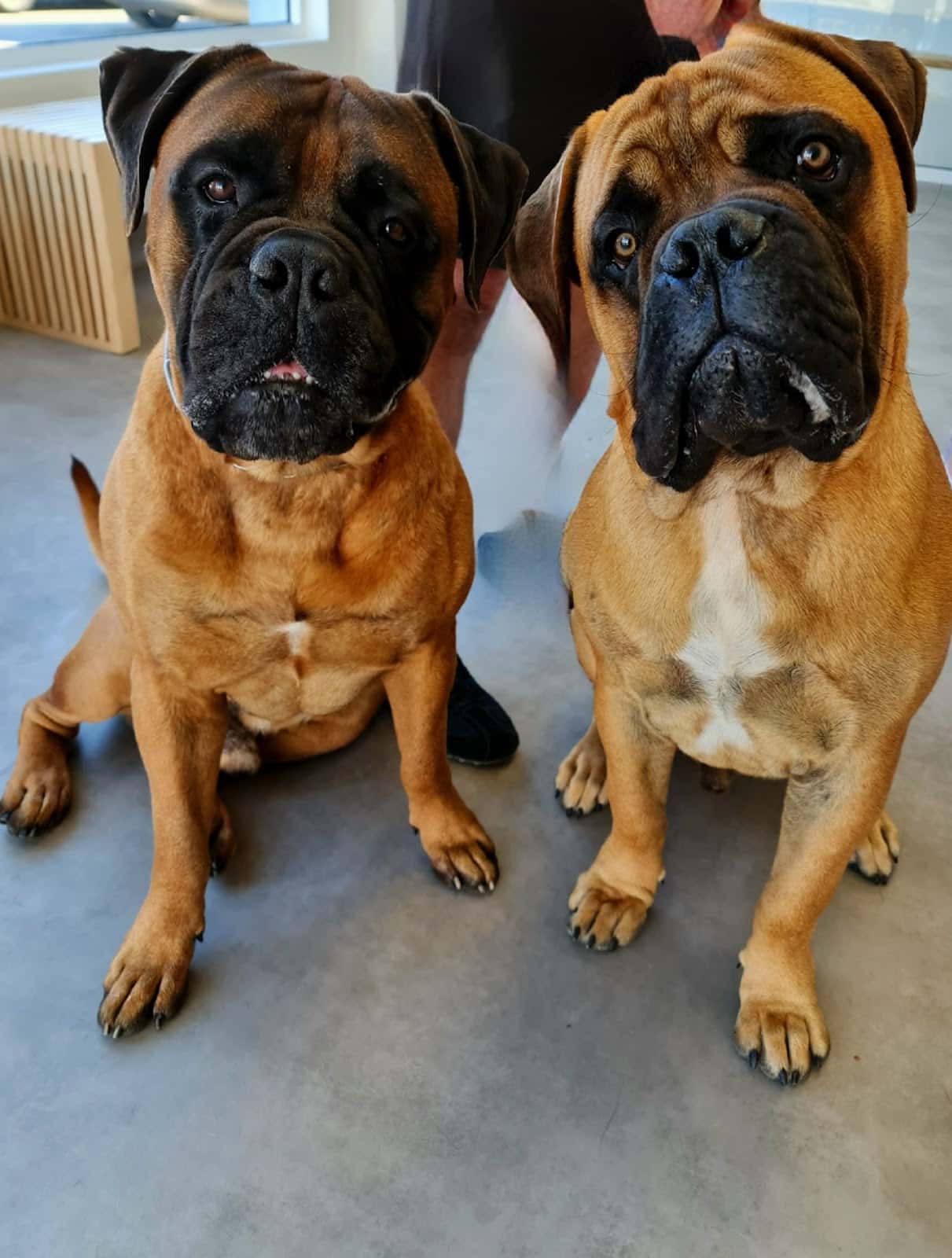 Losada & Gámez Centro Veterinario
