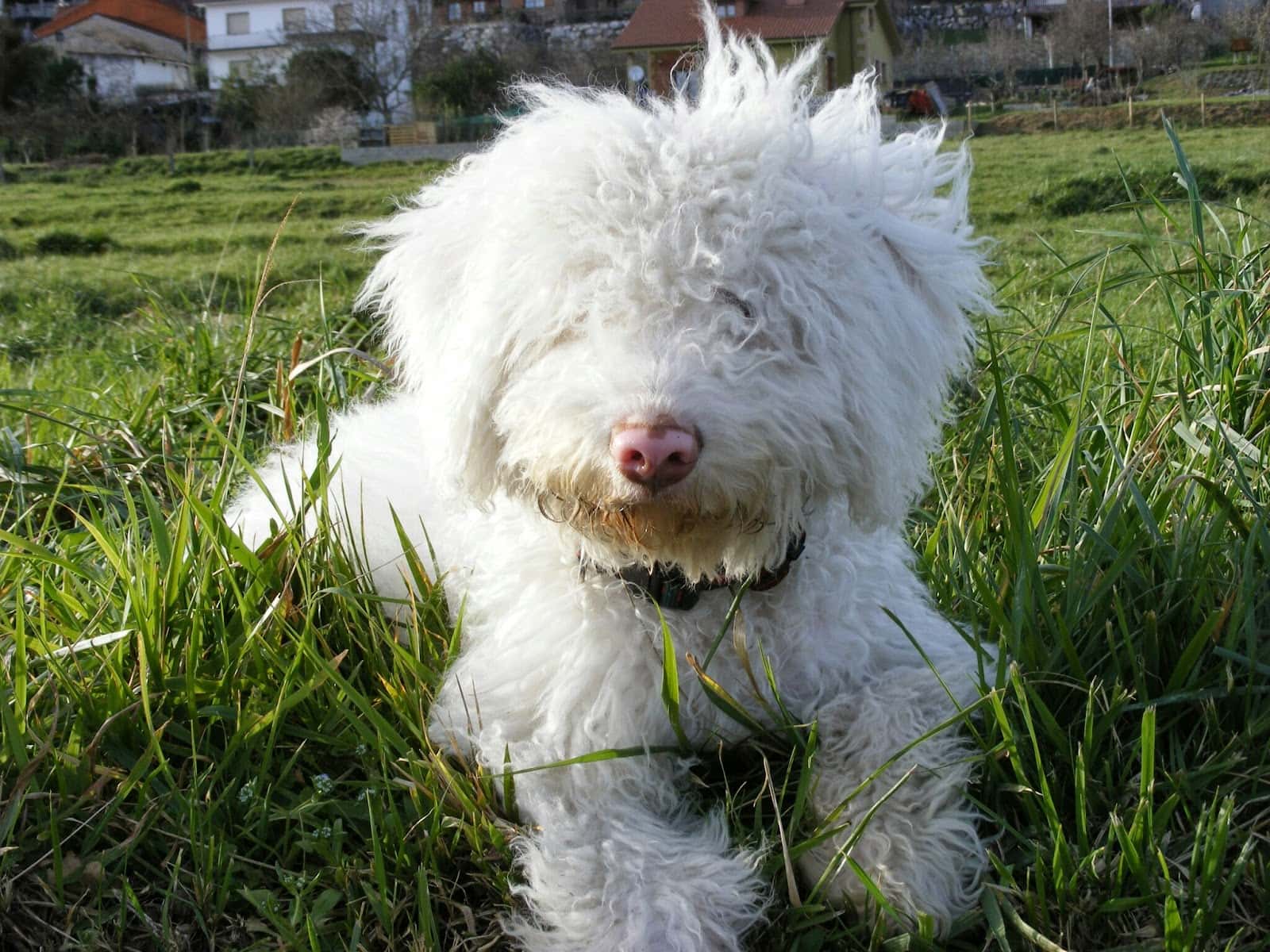 Clínica Veterinaria Valle Camargo