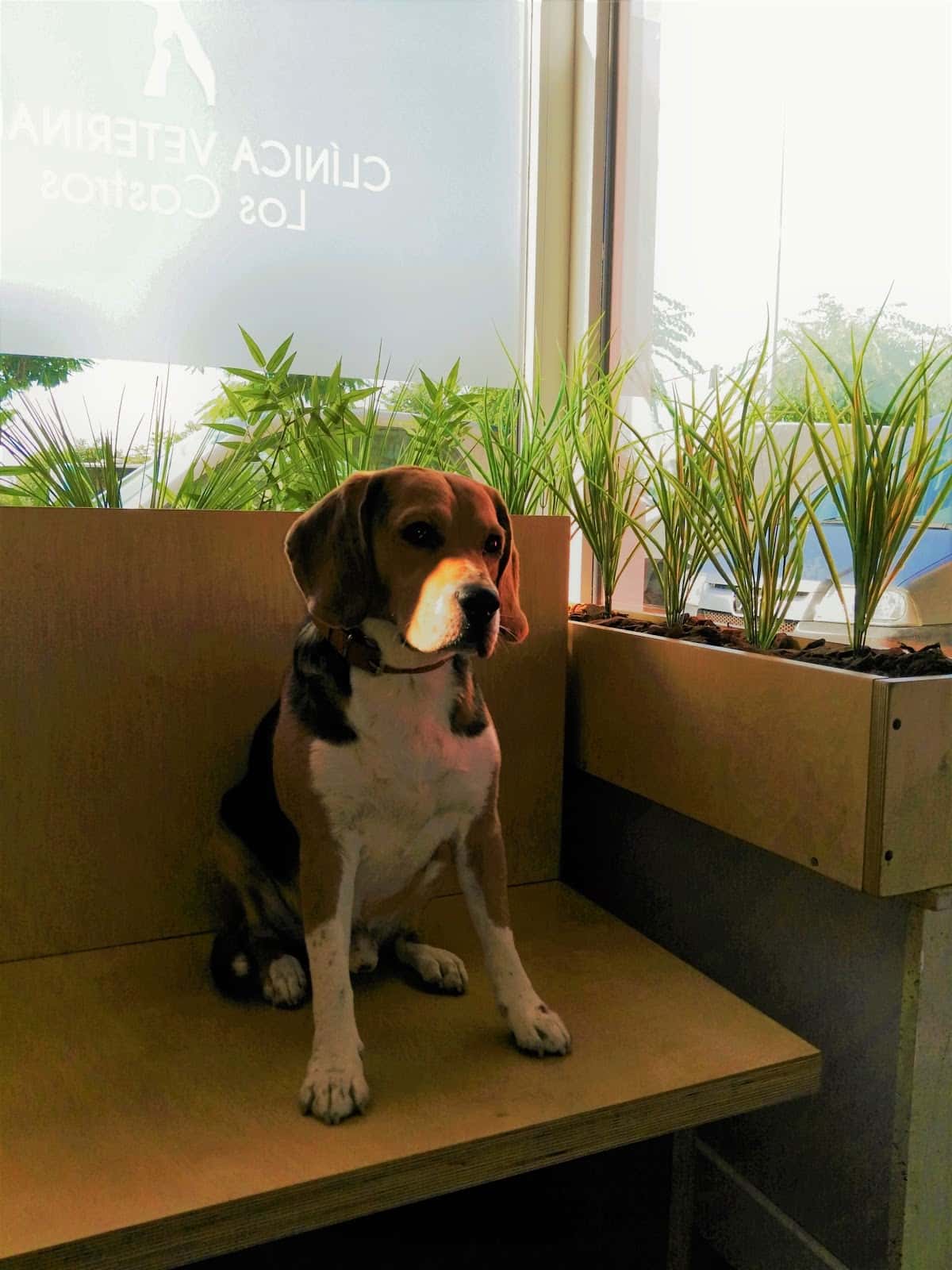 CLINICA VETERINARIA " LOS CASTROS" (Dra.Machiandiarena)