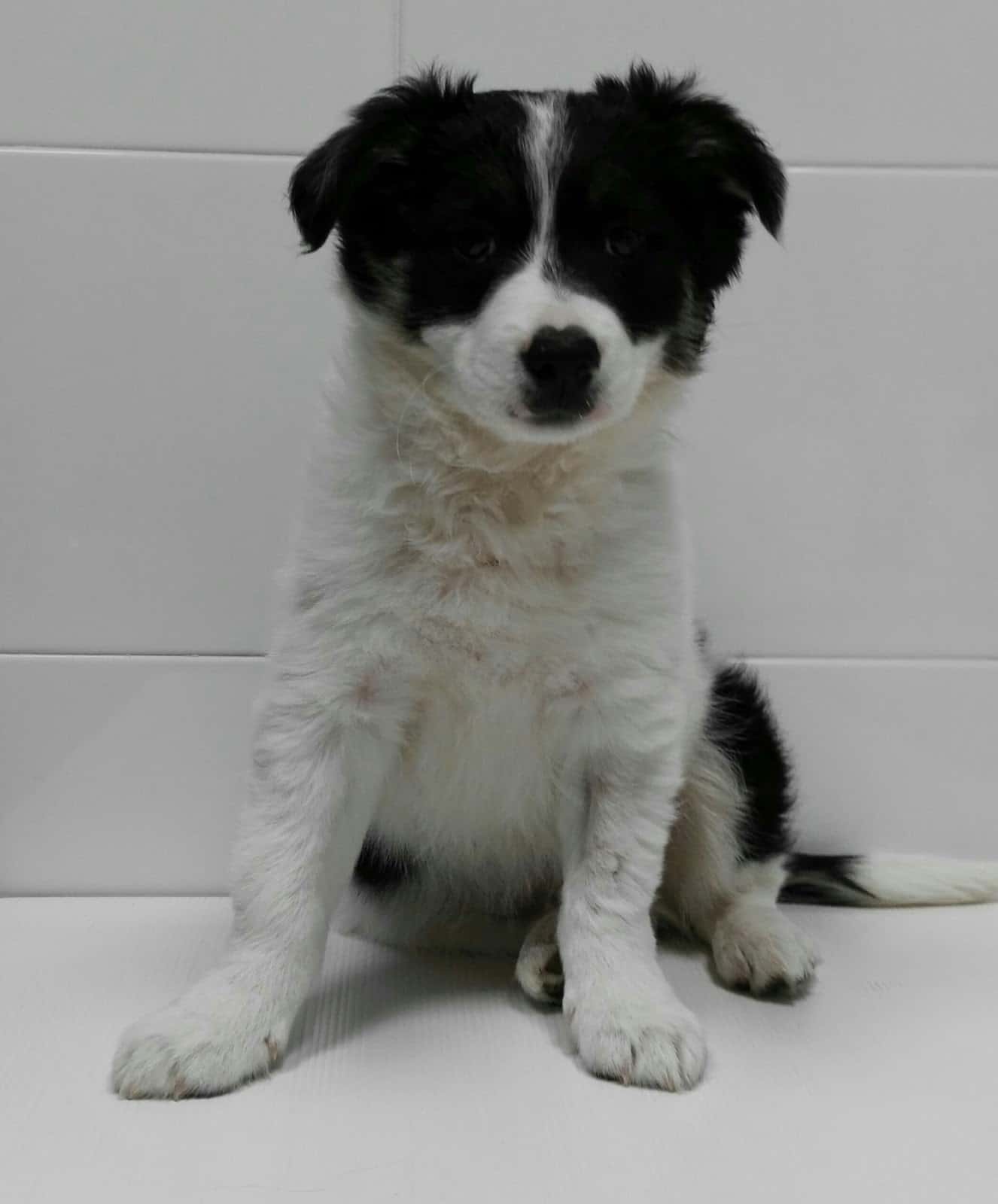 CLINICA VETERINARIA " LOS CASTROS" (Dra.Machiandiarena)