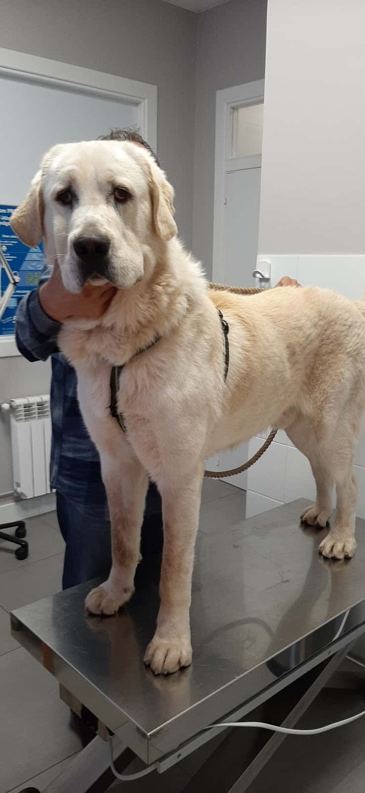 clinica veterinaria   los castros   dra machiandiarena  veterinario clinica en santander en cantabria principalImage ADOPTA Sitios Pet Friendly
