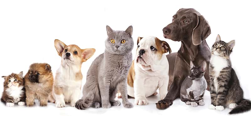 clinica veterinaria canalejas veterinario clinica en santander en cantabria principalImage ADOPTA Sitios Pet Friendly