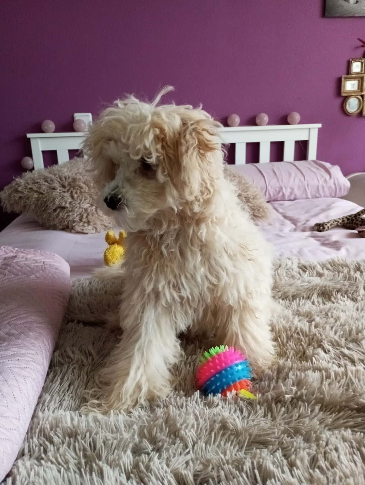 Clínica Veterinaria Elvira