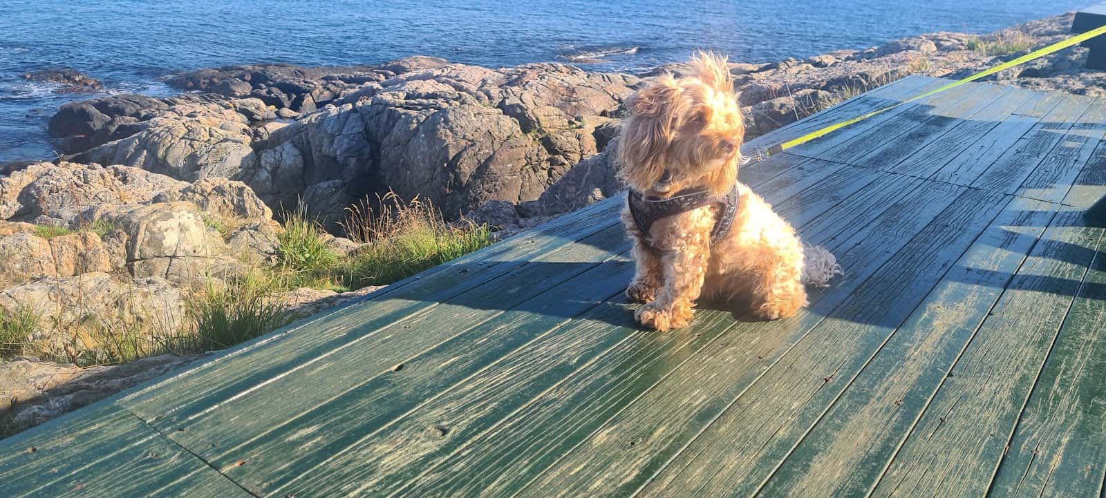 Clínica Veterinaria Elvira