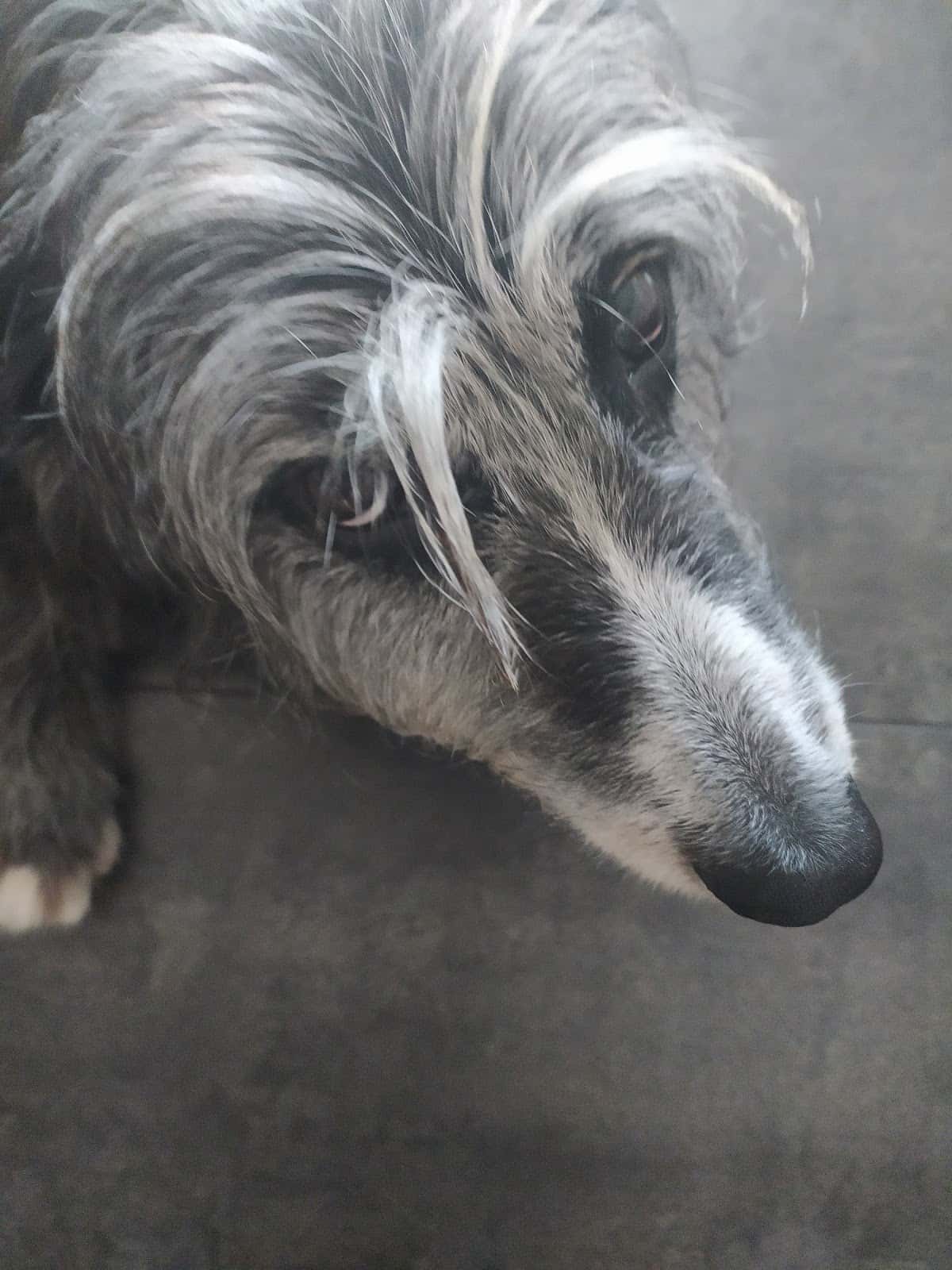 Clínica Veterinaria Bezana