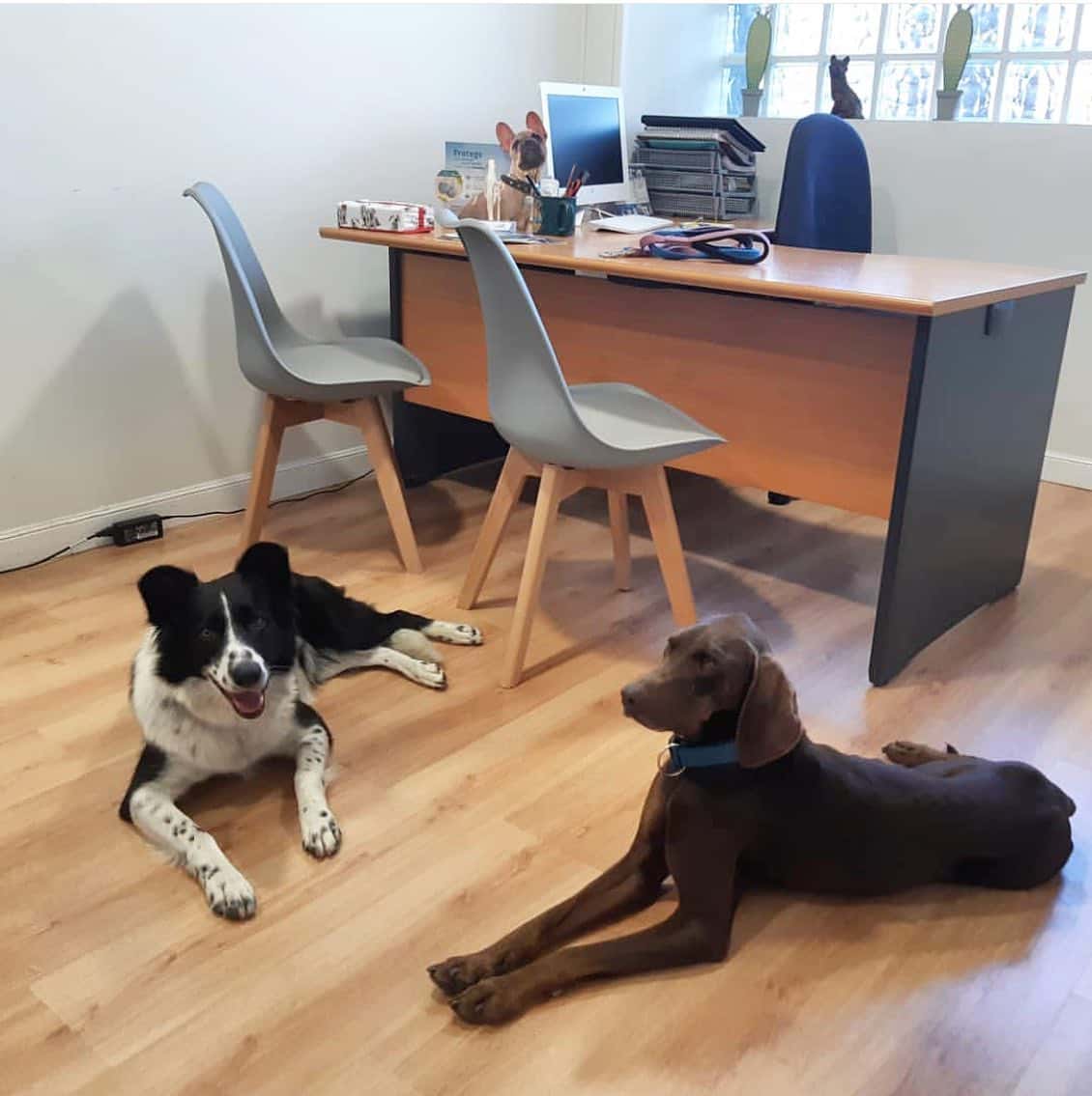 Animals Cantabria-Hospital Veterinario 24 Horas