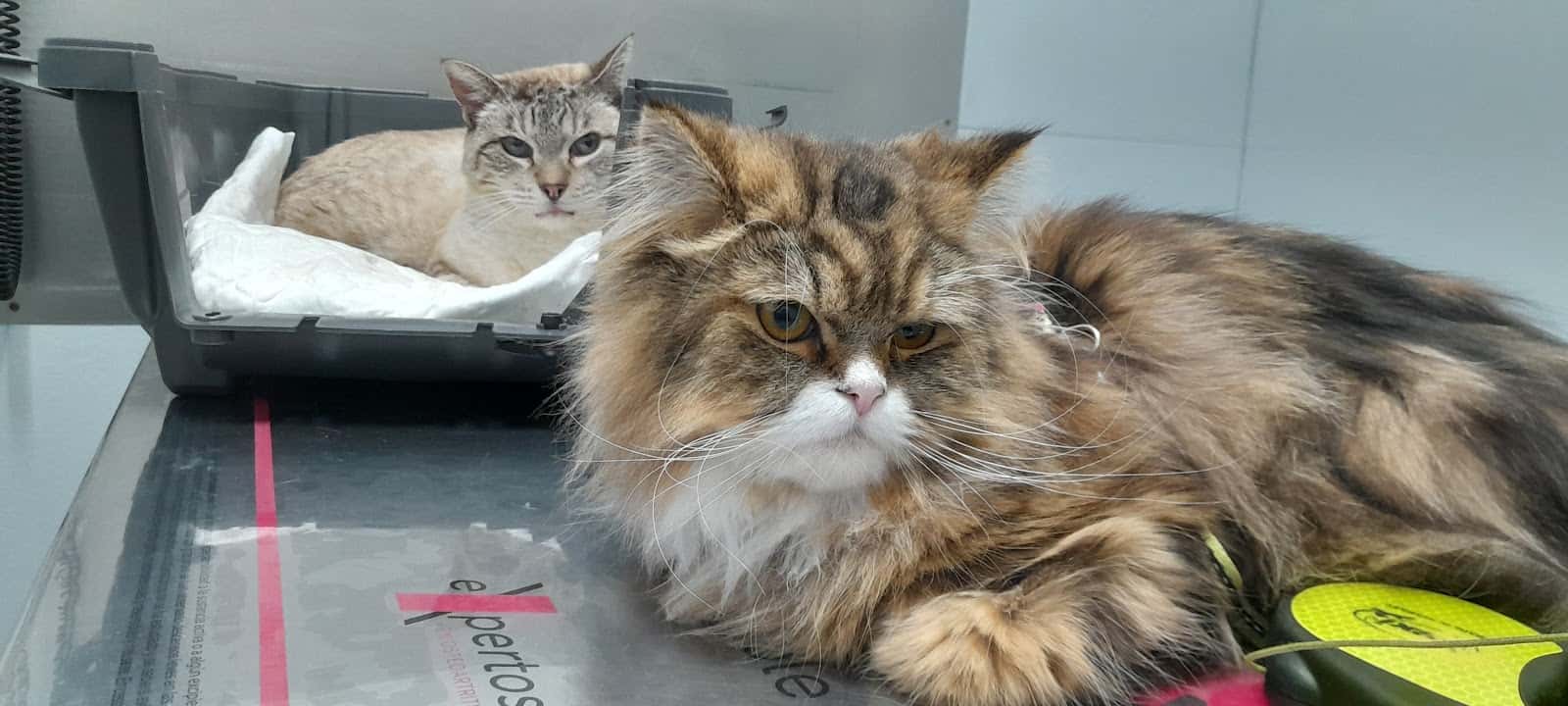 Asistencia Veterinaria Asís S.L.