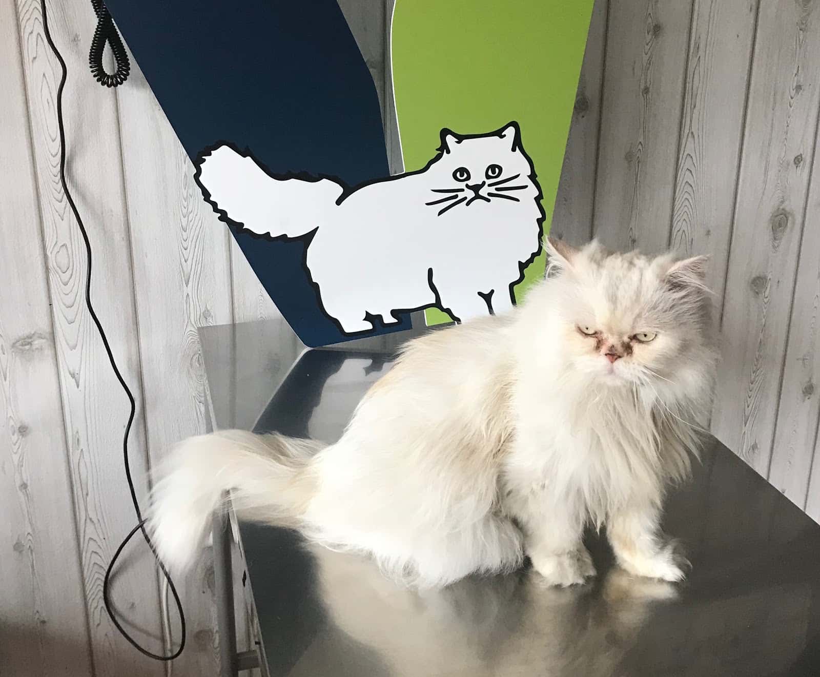 CLINICA VETERINARIA MIENGO