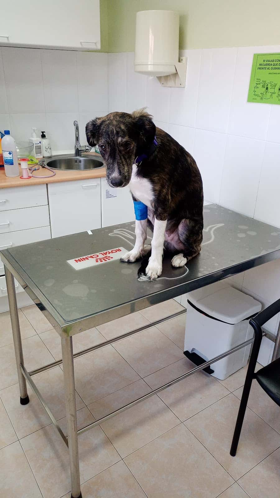 Centro Veterinario Colmillos y Zarpas S.L.