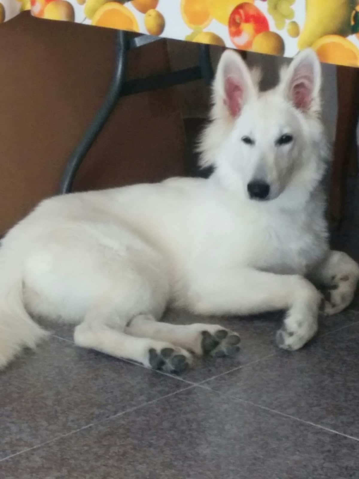Centro Veterinario Colmillos y Zarpas S.L.