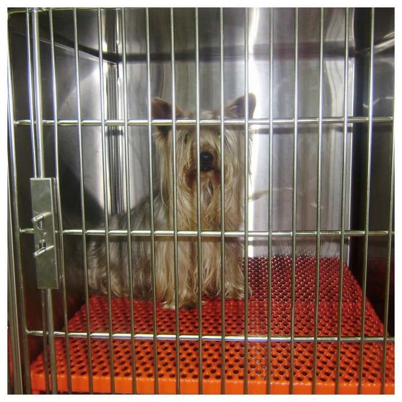 Centro Veterinario Cantalejo