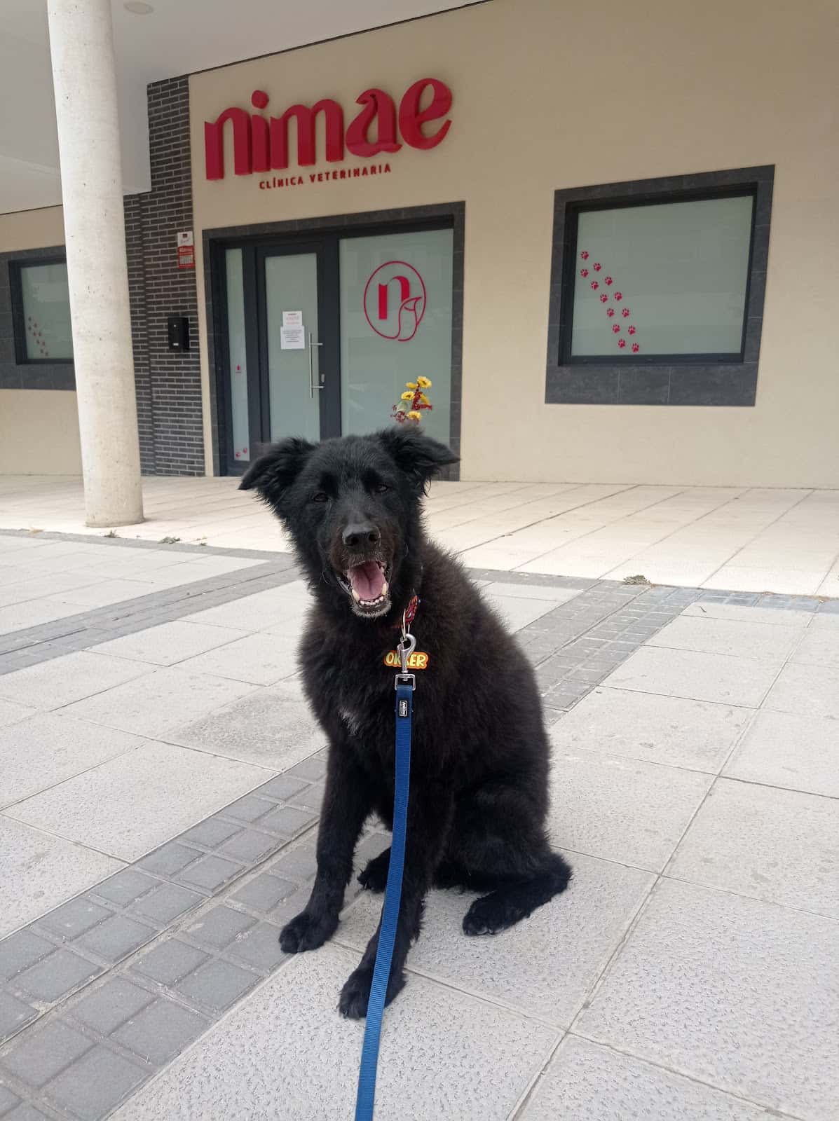 Clínica veterinaria Nimae