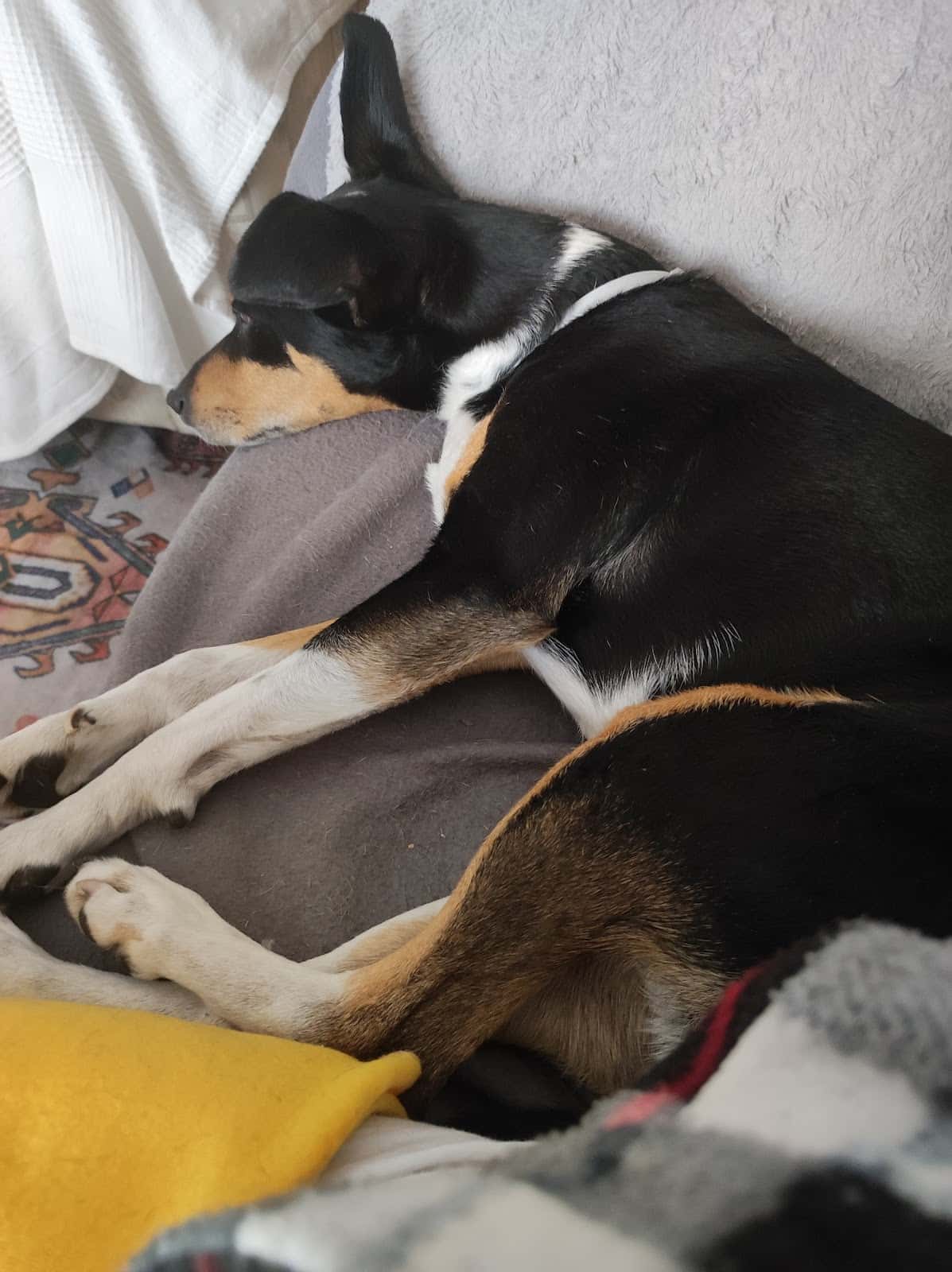 Clínica veterinaria Nimae