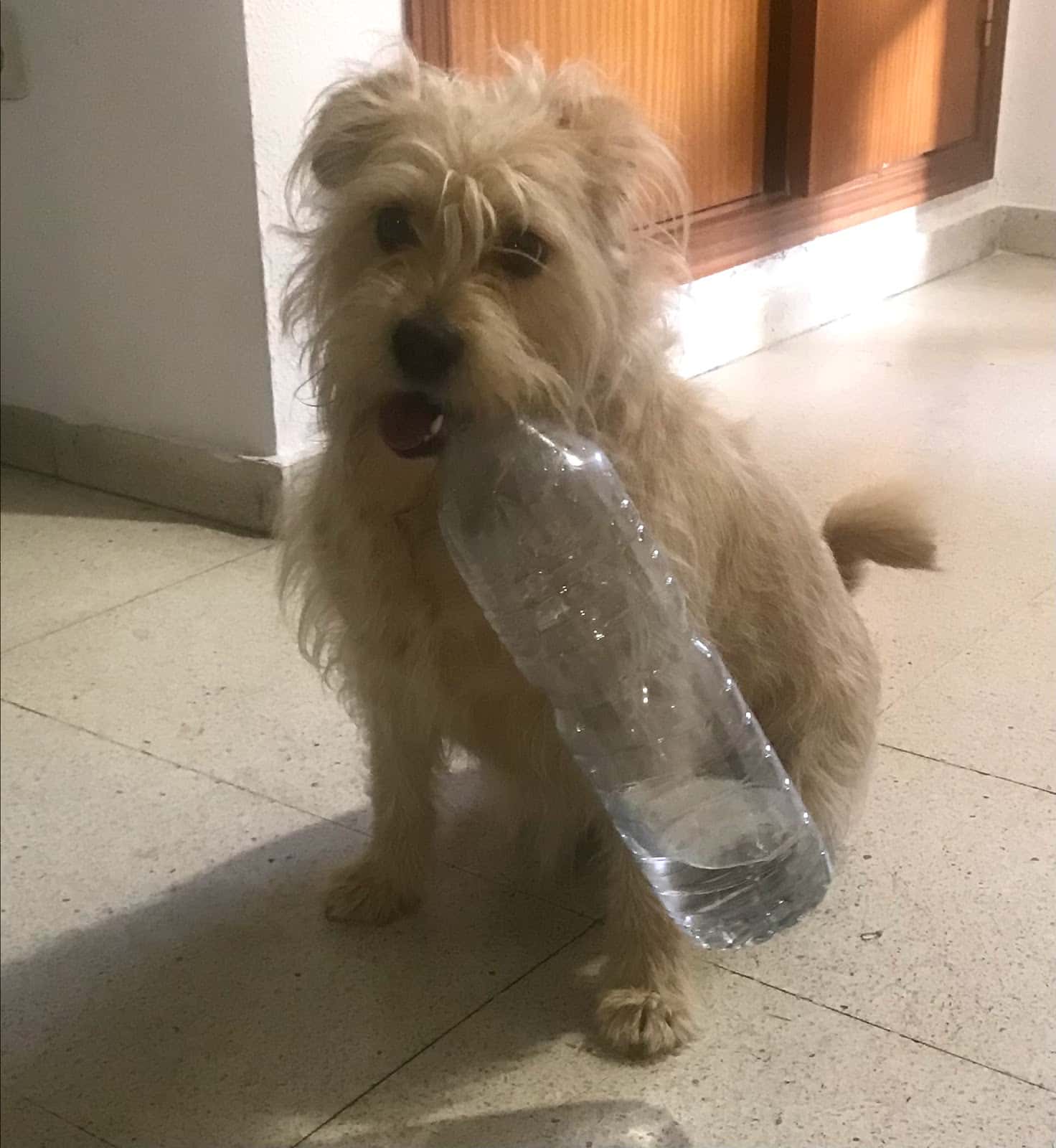 Clínica veterinaria Nimae