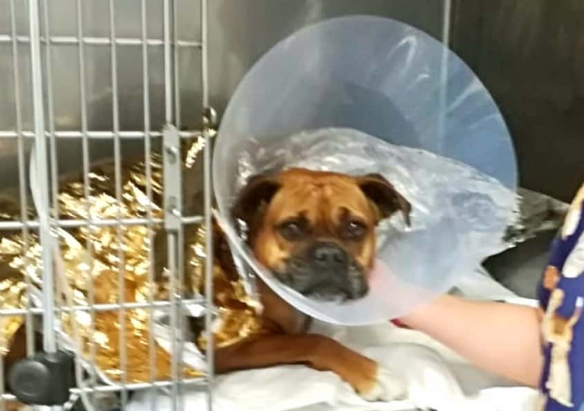 Centro Clínico Veterinario UNO + de la familia