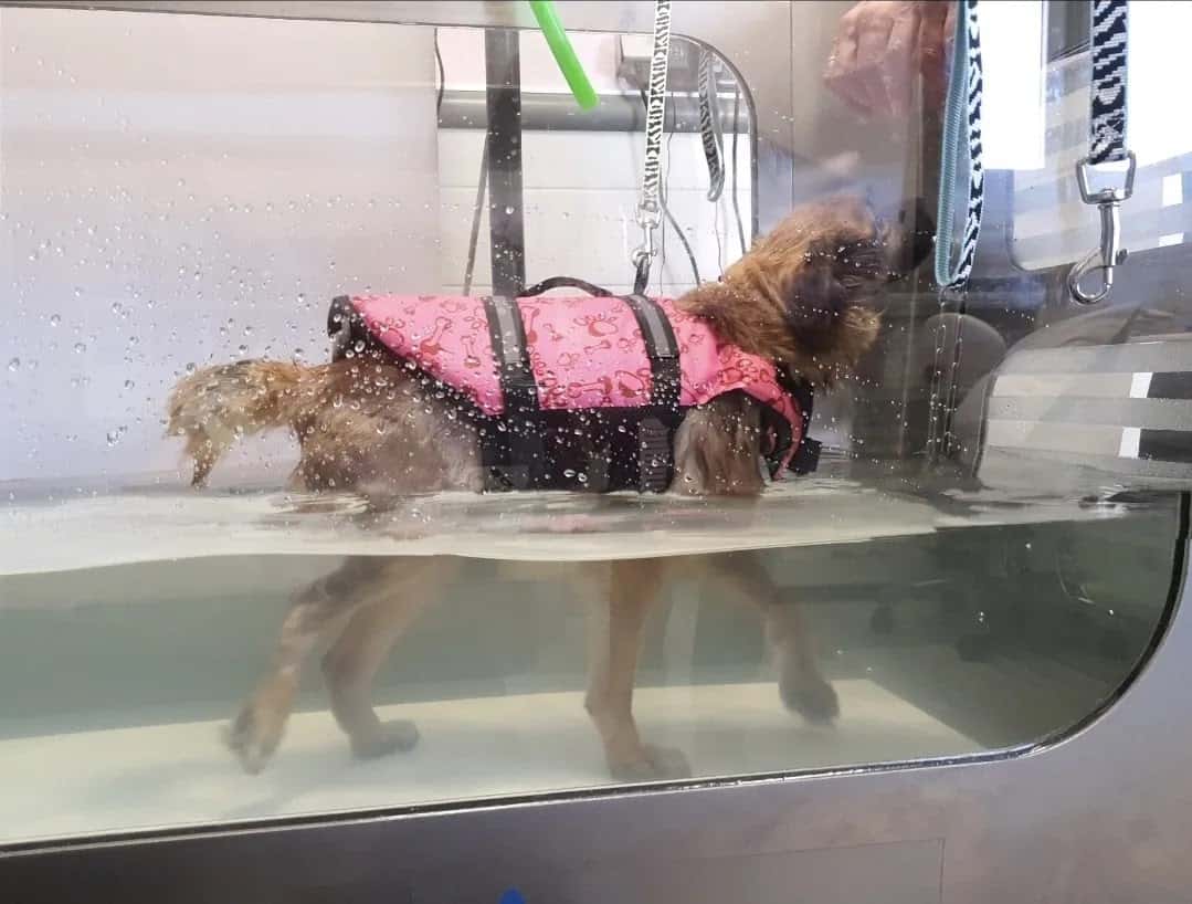 Centro Clínico Veterinario UNO + de la familia