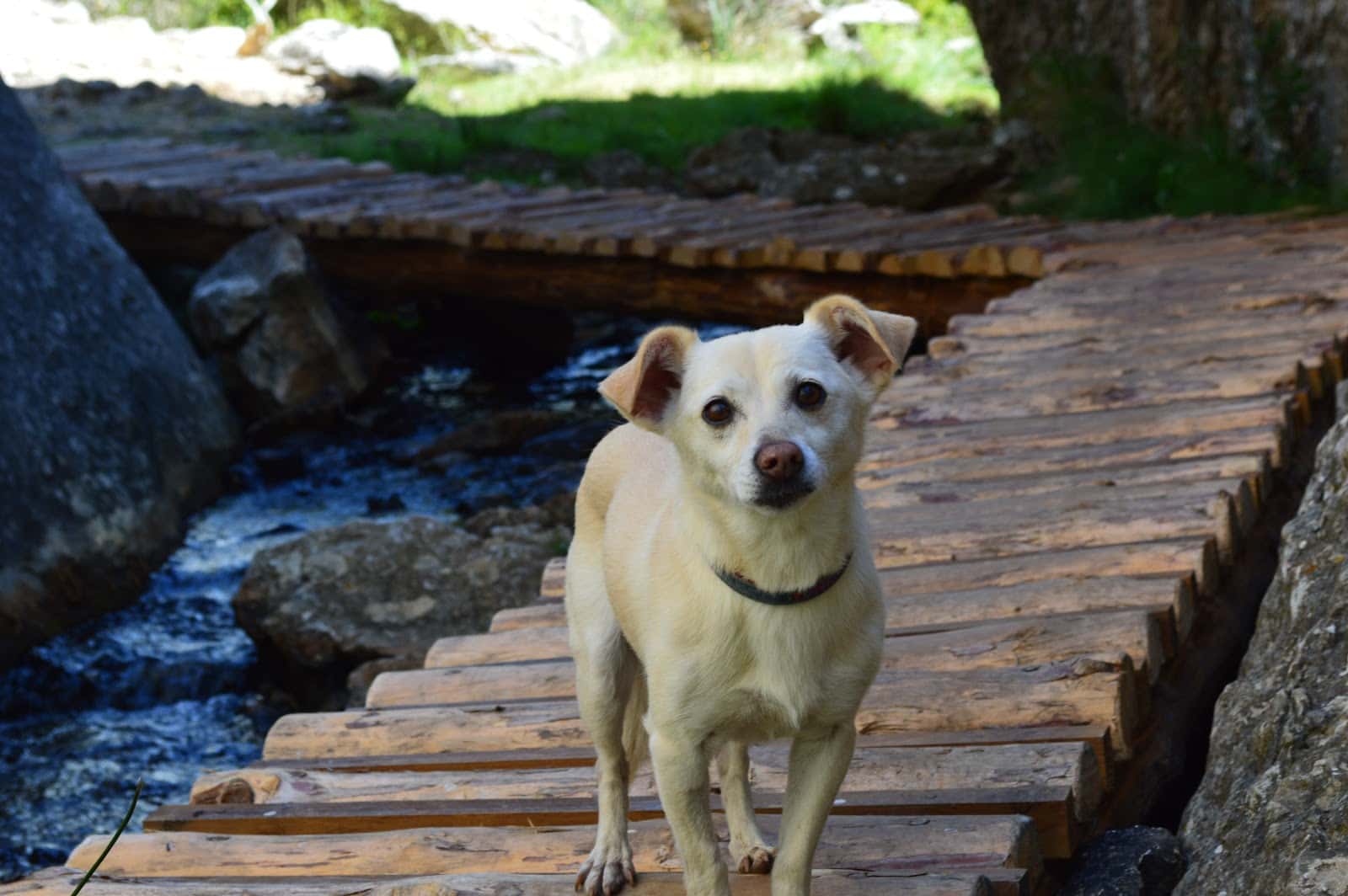 CLINICA VETERINARIA A CUATRO PATAS