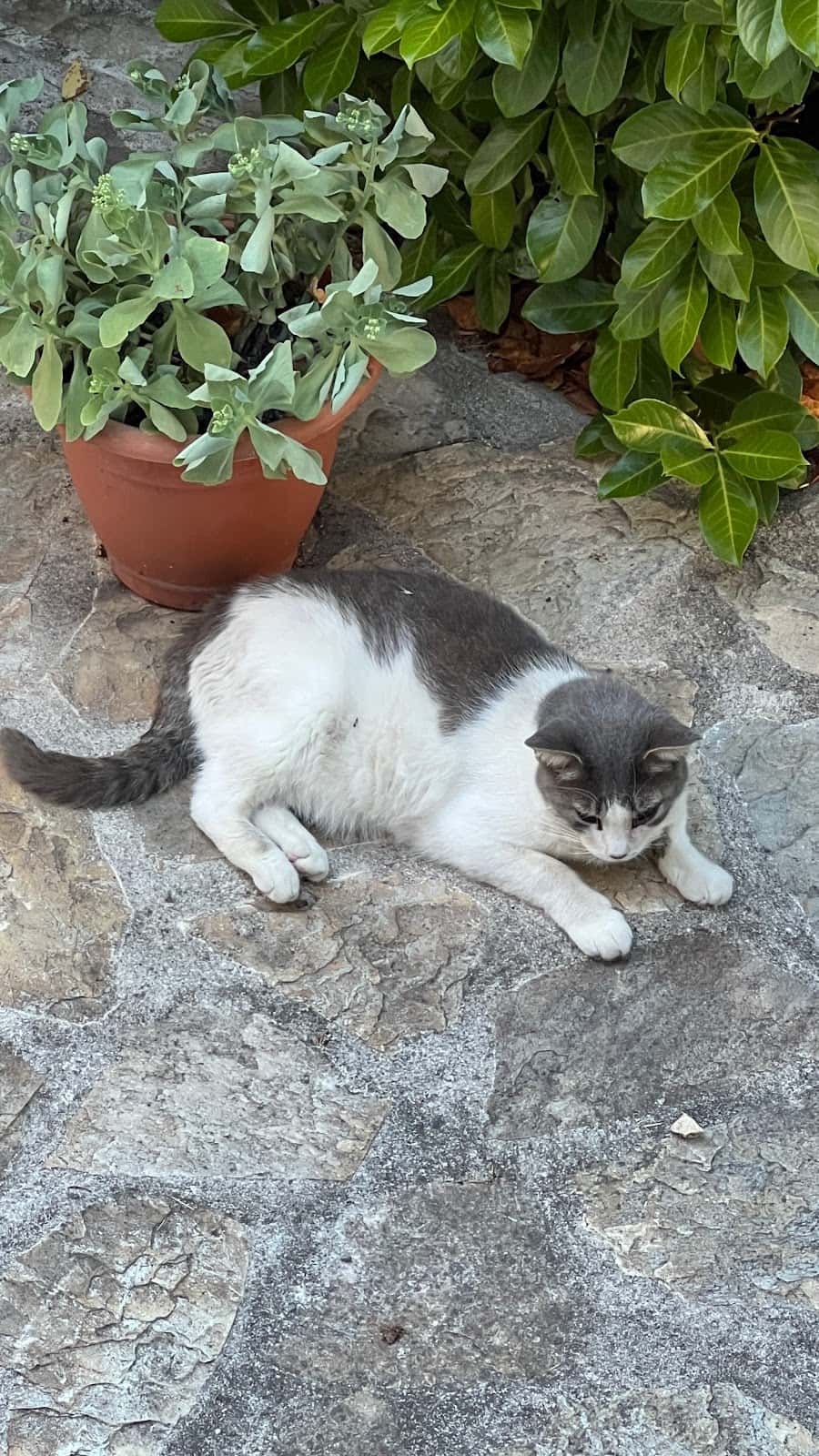 CLINICA VETERINARIA A CUATRO PATAS