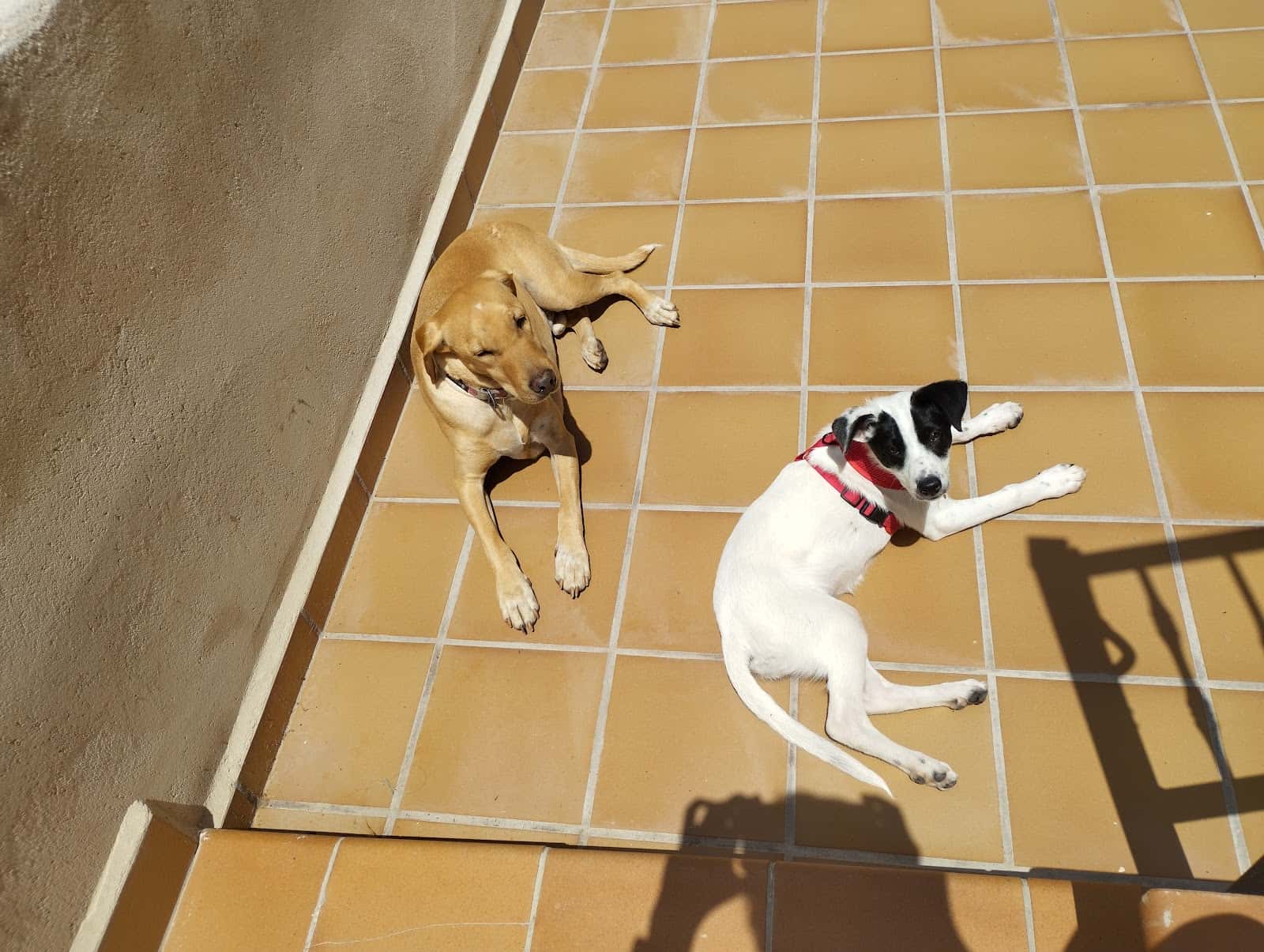 Centro Medico Veterinario San Lorenzo