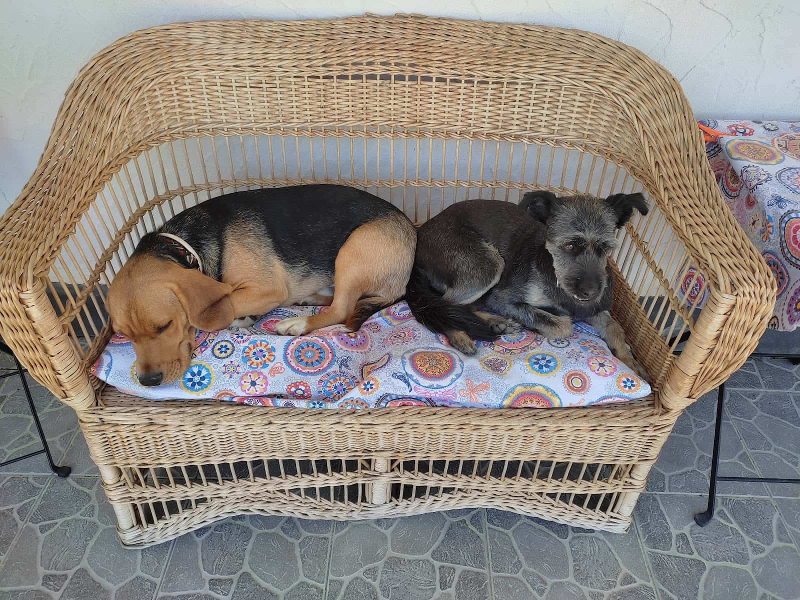 cabalia veterinario centro en iscar en valladolid principalImage ADOPTA Sitios Pet Friendly
