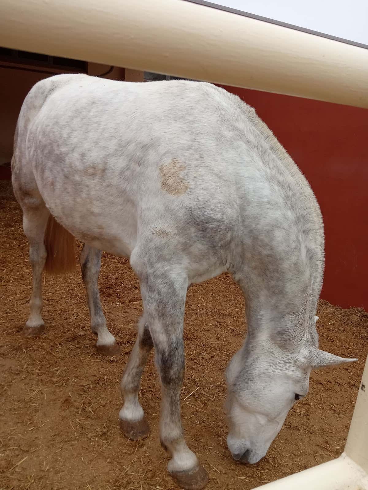 Clinica Equina Olmedo