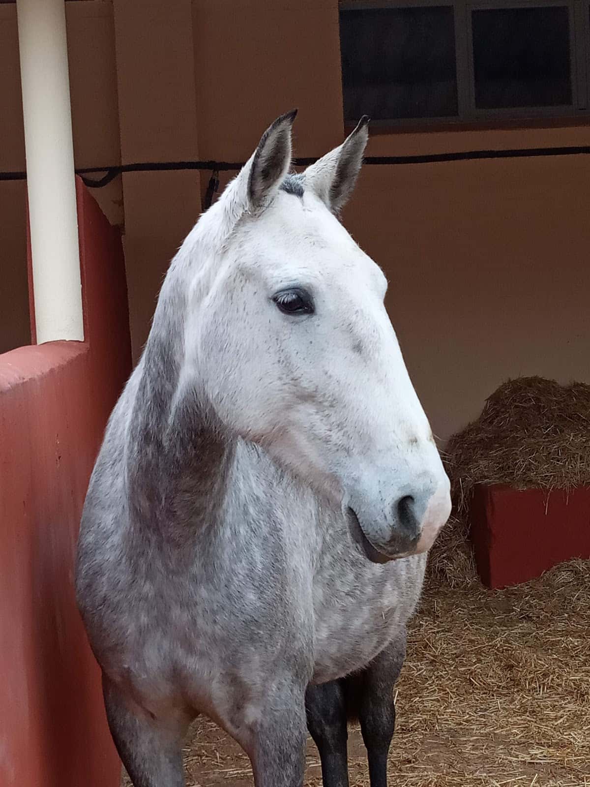 Clinica Equina Olmedo