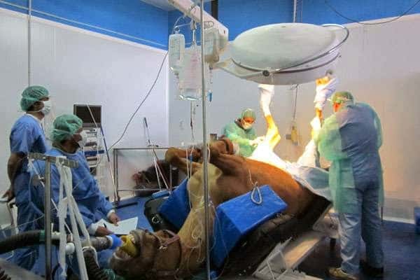 Clinica Equina Olmedo
