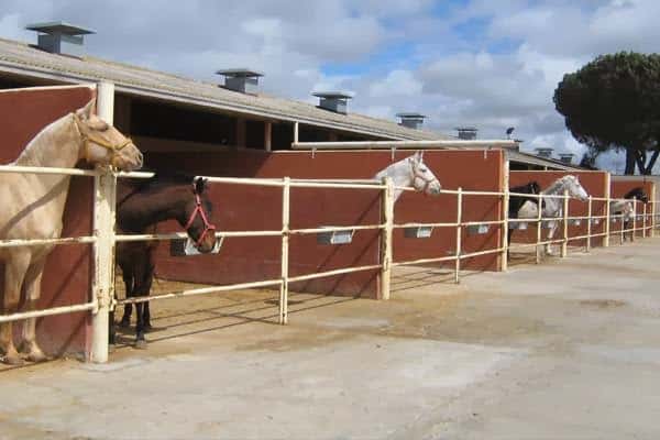 clinica equina olmedo veterinario clinica en pedrajas de san esteban en valladolid principalImage ADOPTA Sitios Pet Friendly
