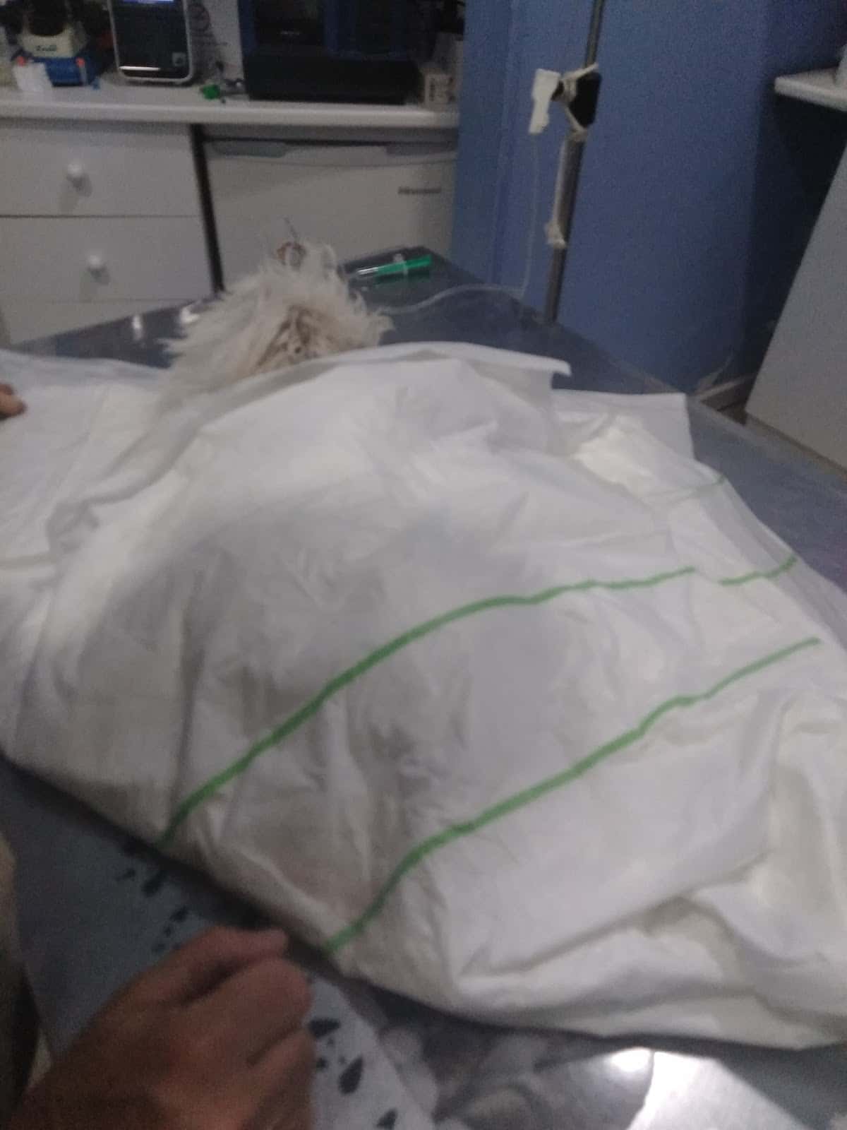 Clínica Veterinaria Taxana