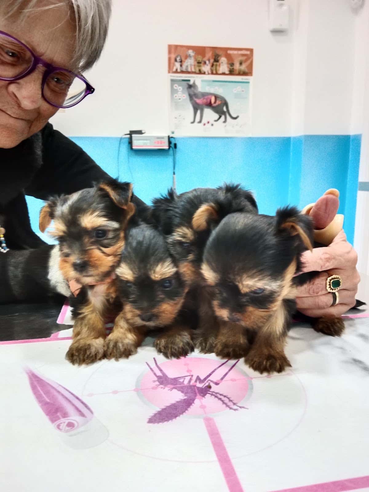 Centro Veterinario Guadaira