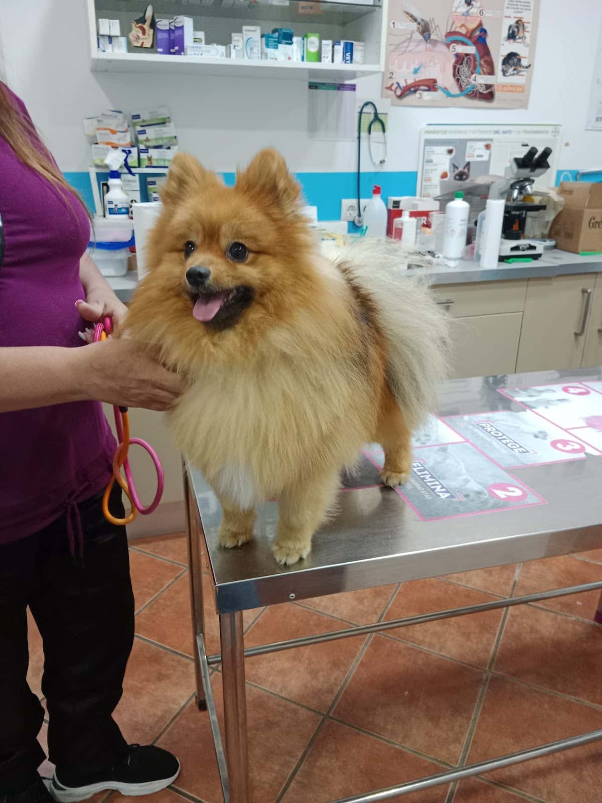 centro veterinario guadaira veterinario centro en mairena del alcor en sevilla principalImage ADOPTA Sitios Pet Friendly