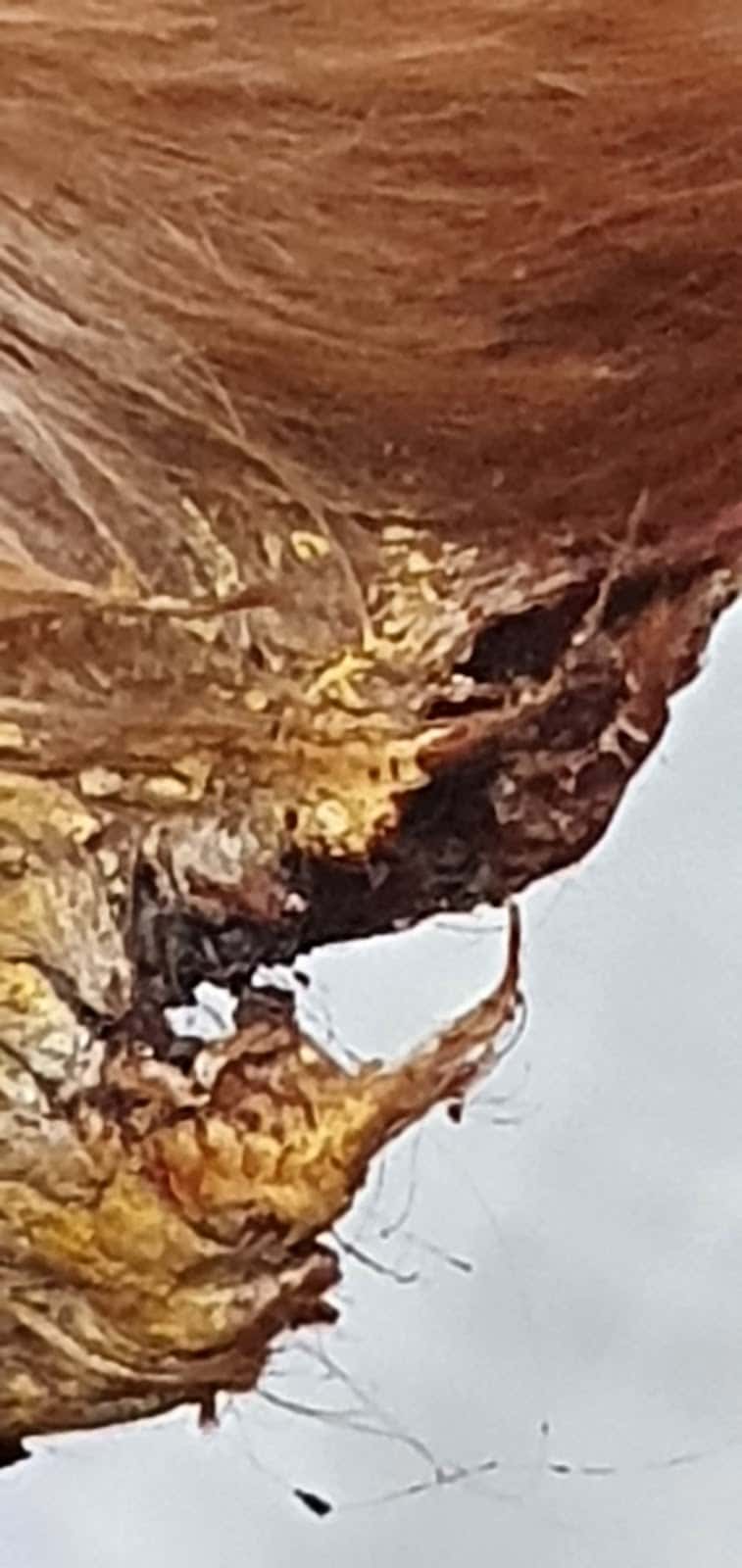 Clínica Veterinaria Ardila - Santiponce
