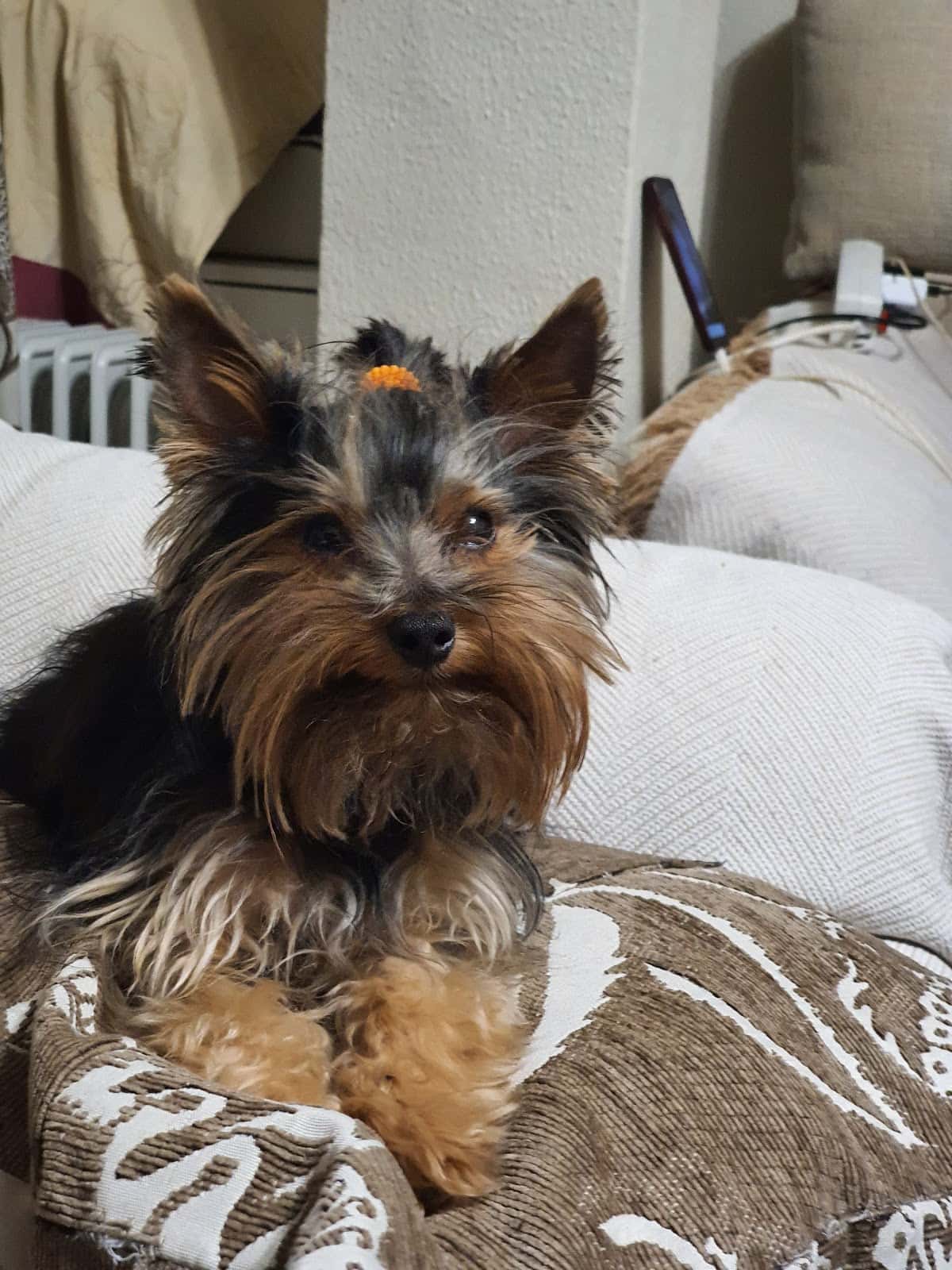 Canitas Veterinaria Sevilla - Luis Montoto
