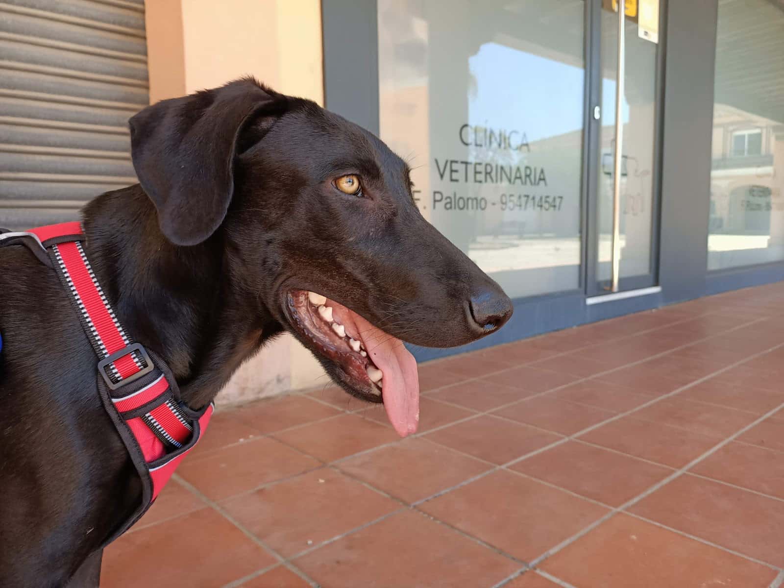 Clínica Veterinaria Fernando Palomo