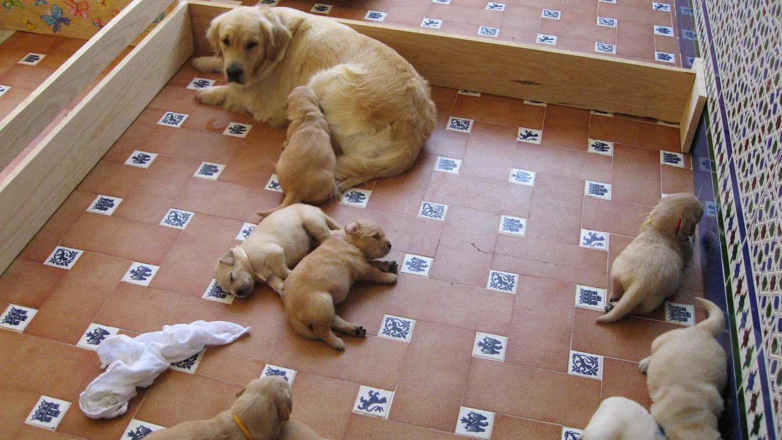 Clínica Veterinaria Fernando Palomo