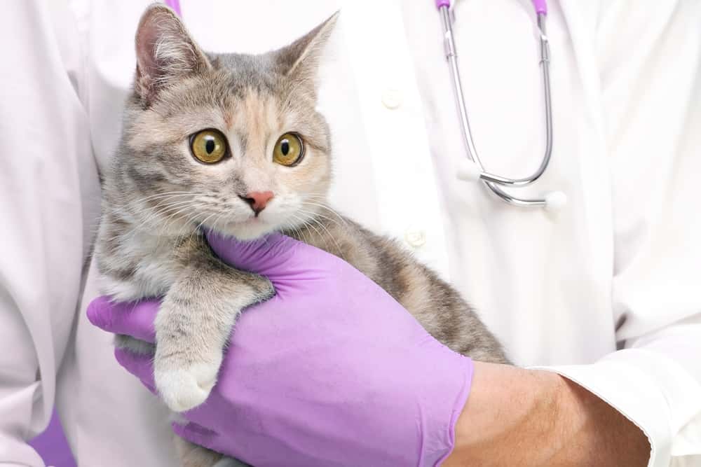 Hospital Veterinario La Salle 24h