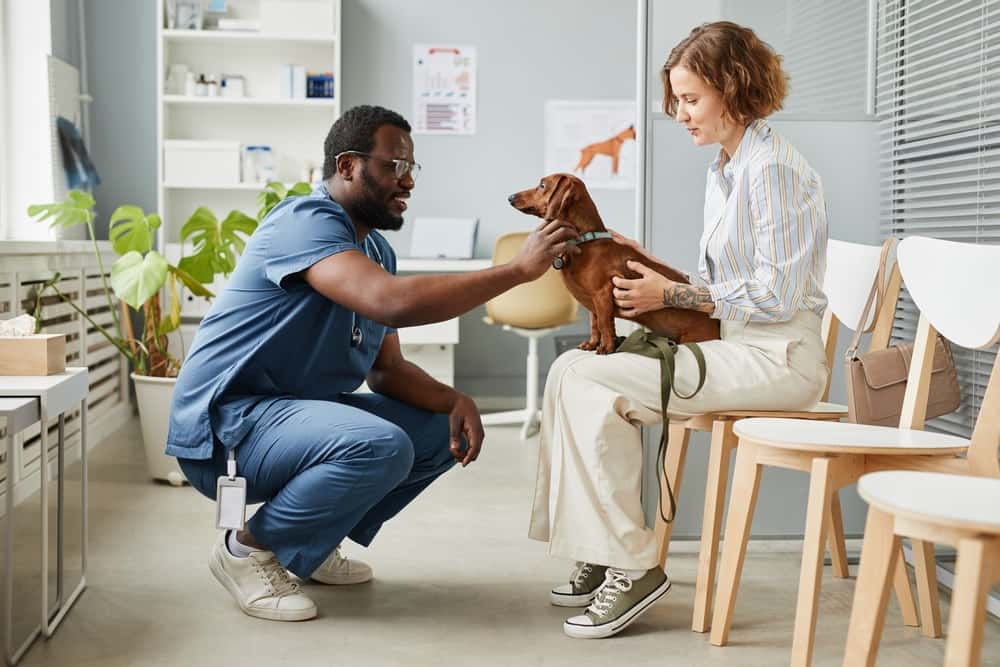 hospital veterinario la salle 24h veterinario hospital barrio sevilla en sevilla en sevilla photo undefined ADOPTA Sitios Pet Friendly