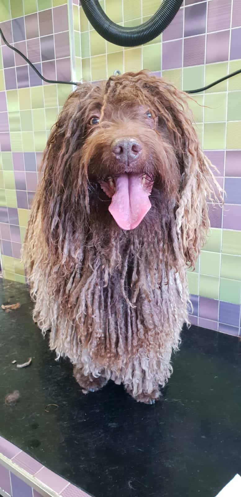 HOSPITAL VETERINARIO 24H MASCOTASALUD