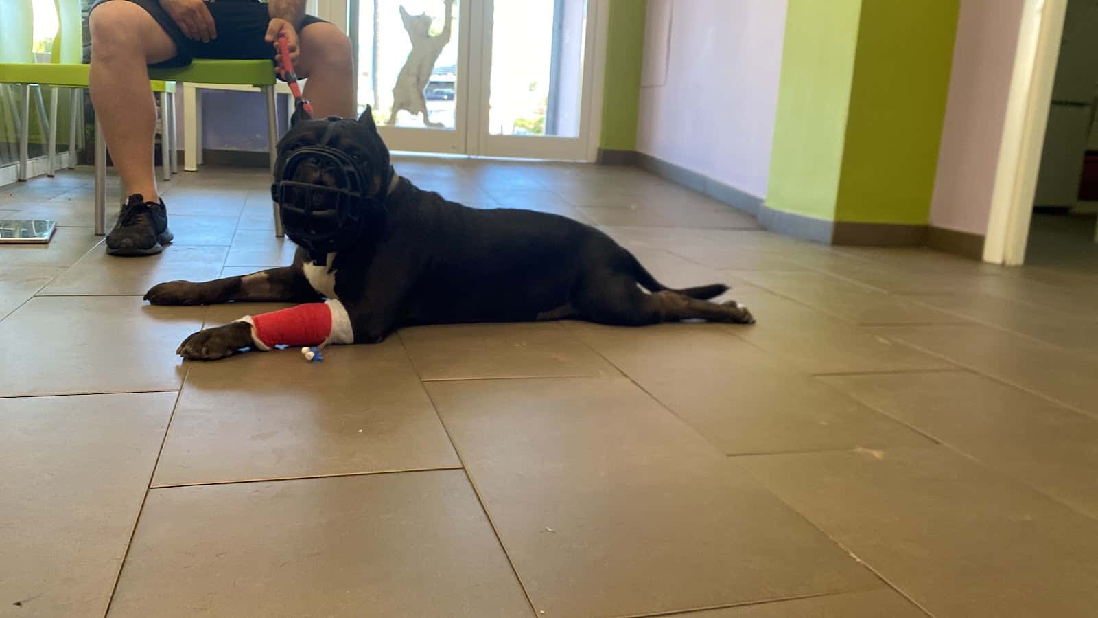 HOSPITAL VETERINARIO 24H MASCOTASALUD