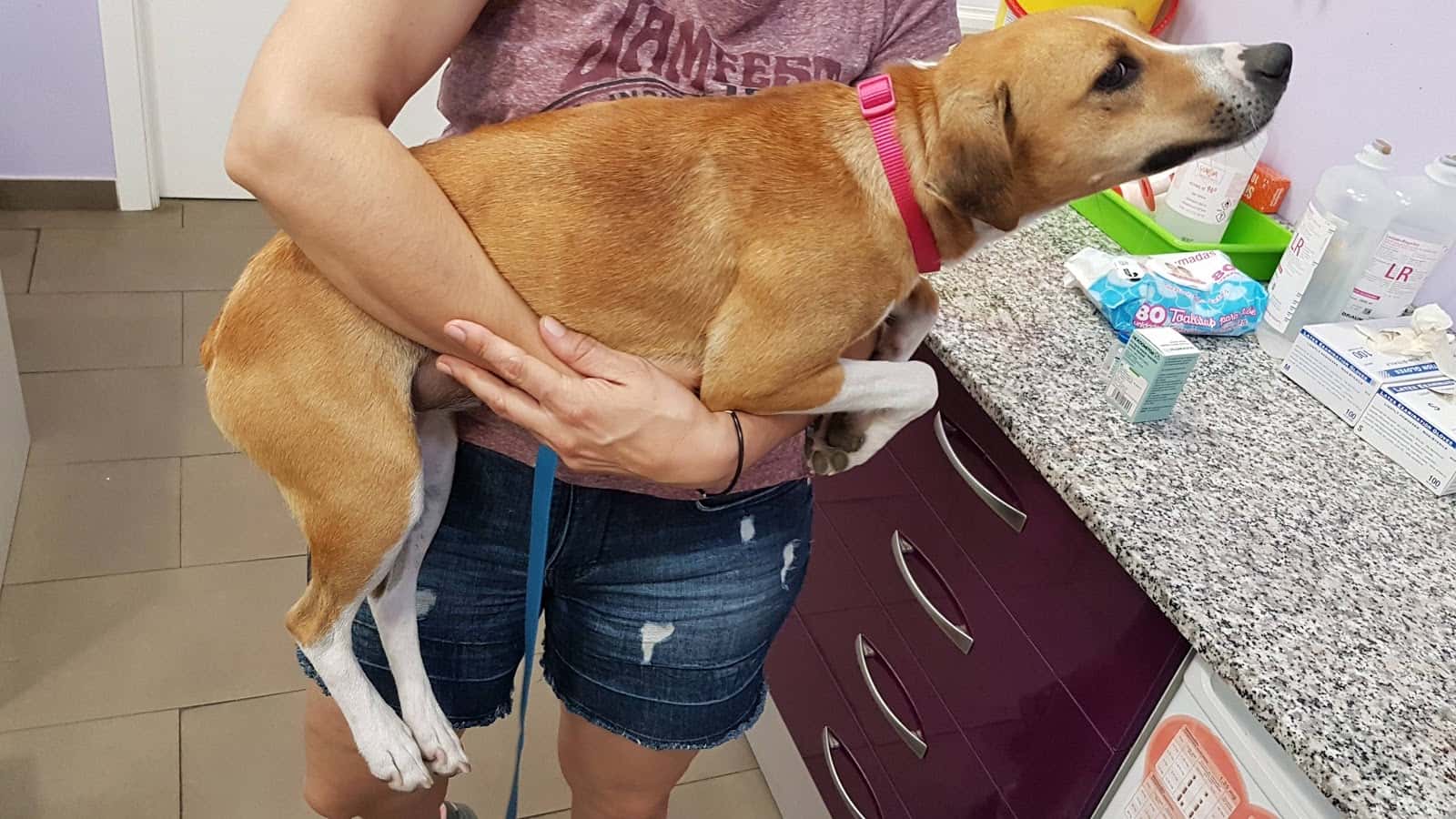 hospital veterinario 24h mascotasalud veterinario hospital en bormujos en sevilla principalImage ADOPTA Sitios Pet Friendly