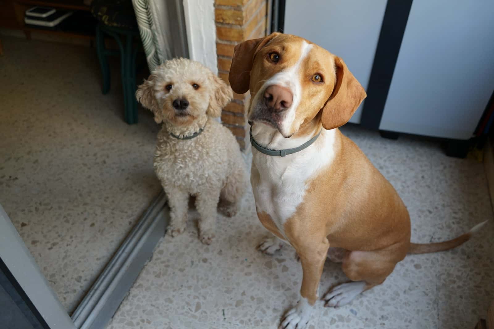 Clínica veterinaria Árnica