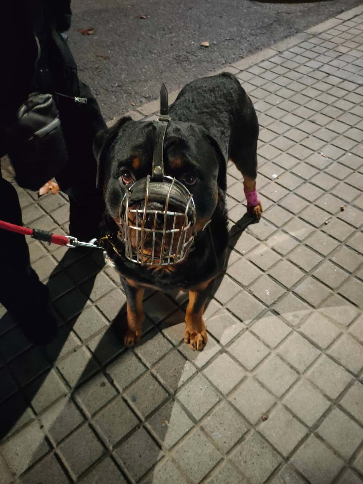 Centro Veterinario Kenia
