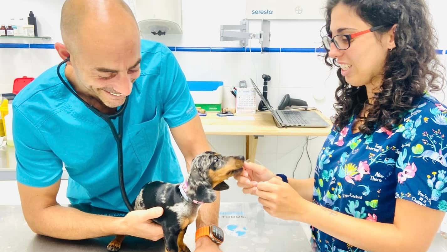 centro veterinario salteras veterinario centro en salteras en sevilla principalImage ADOPTA Sitios Pet Friendly