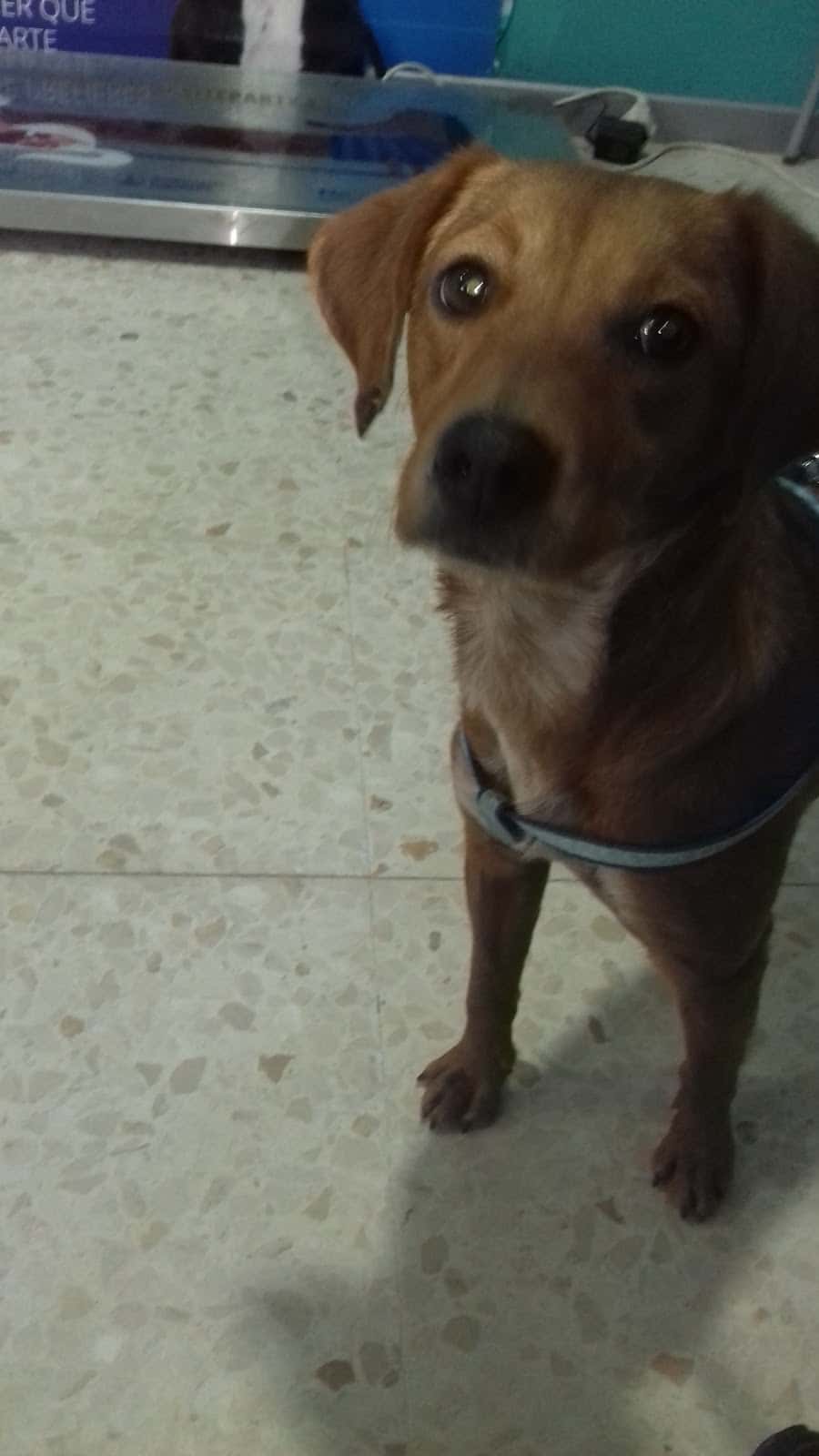 Centro Veterinario Ardila-Guillena