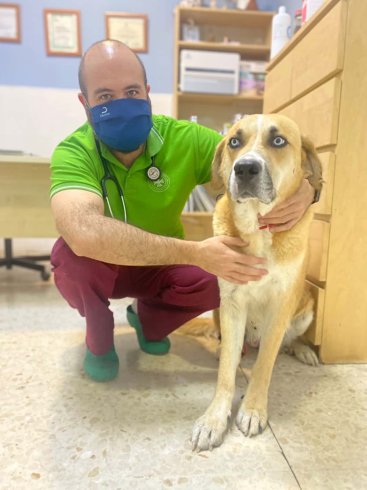 centro veterinario ardila guillena veterinario centro en guillena en sevilla principalImage ADOPTA Sitios Pet Friendly