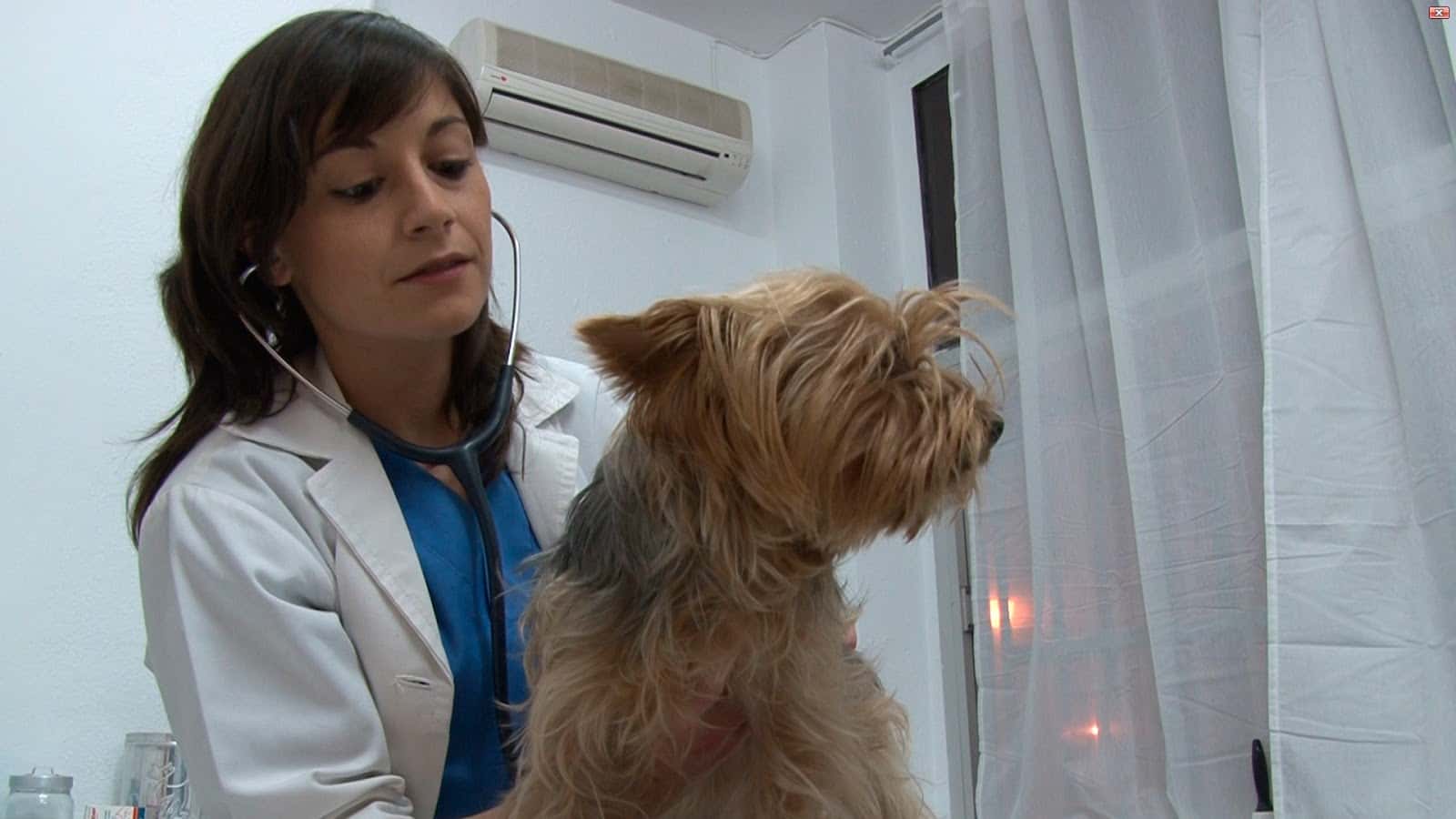Clinica Veterinaria La Huella (Bormujos)